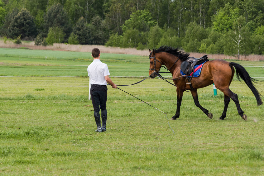 Image for Is removal of proximo-plantar osteochondral fragments necessary in young Thoroughbreds?