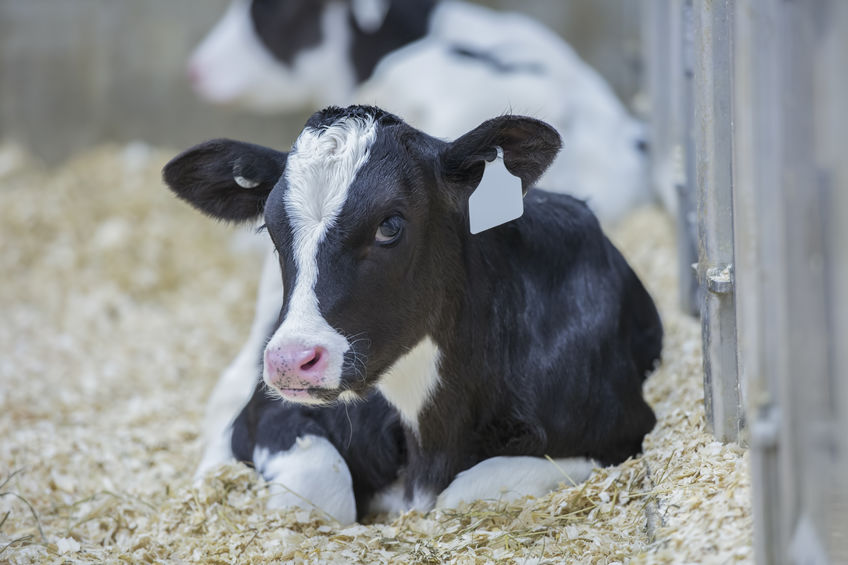 Calf lying down