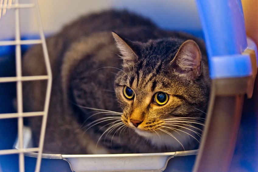 cat in open carrier at the vets