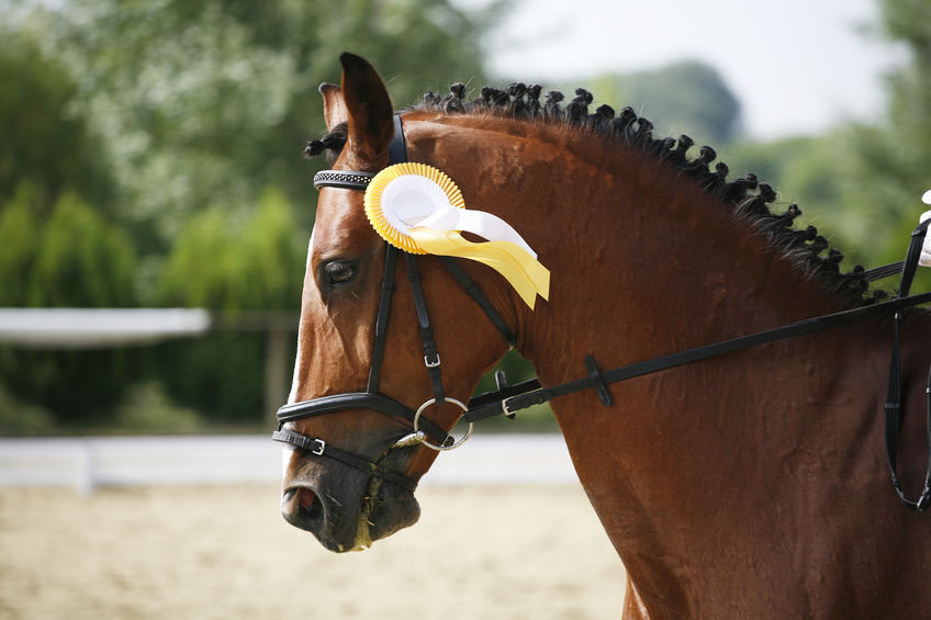 Portrait of a beautiful award-winning horse in the arena