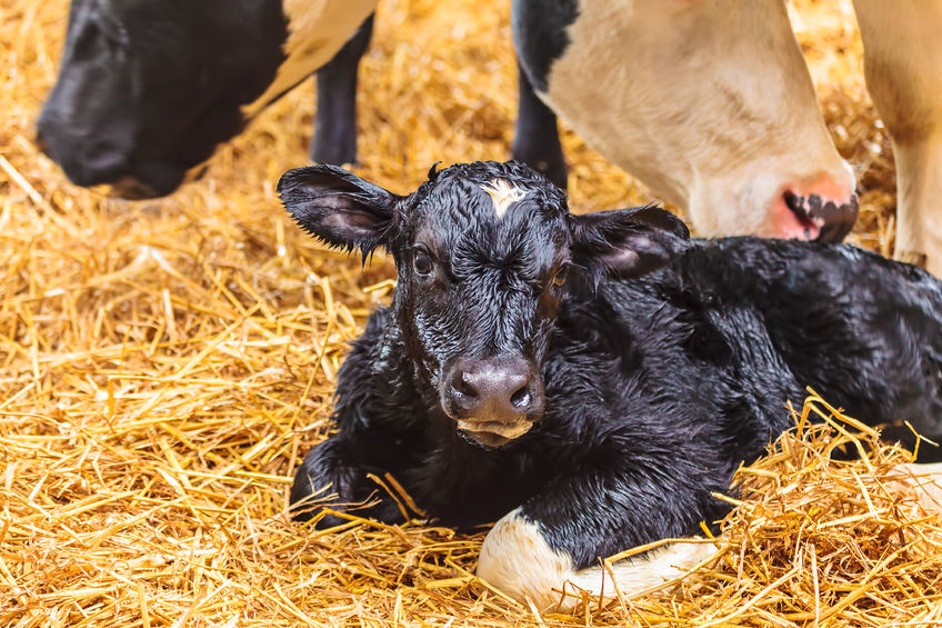 Image for Age at first calving in dairy cows: which months do you aim for to maximise productivity?