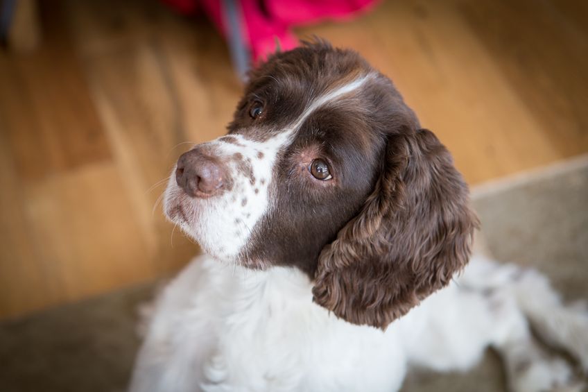 Springer spaniel