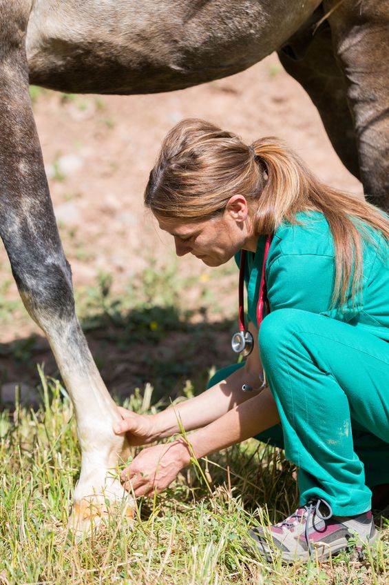 Veterinary great performing a scan to a young mare