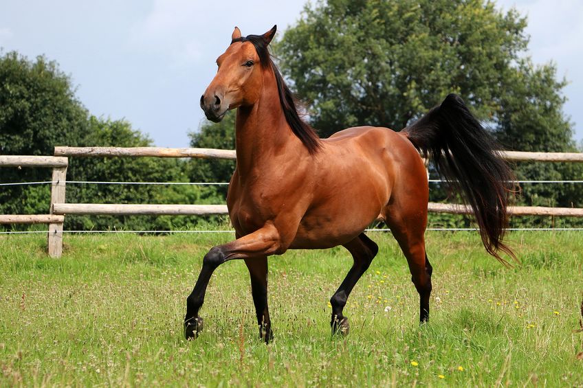 brown horse is running on the paddock in the sunshine