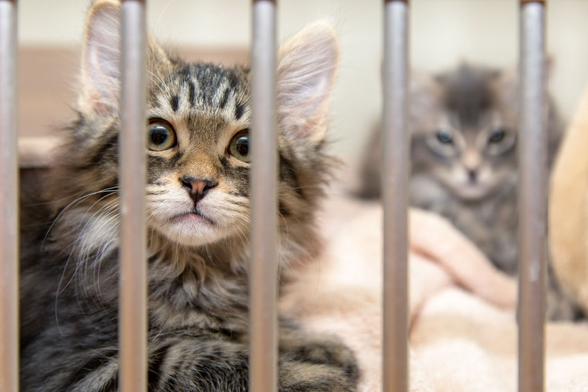 Two cats in a shelter