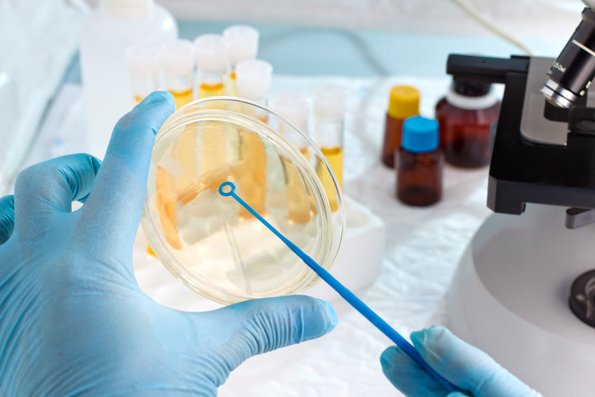 Microbiologist hand cultivating a petri dish whit inoculation loops, beside a microscope and at background tubes and tools of laboratory / lab technician hand planting a petri dish