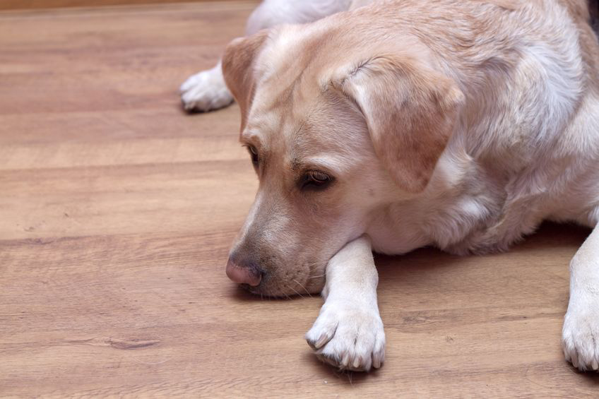 Bright labrador is sleeping