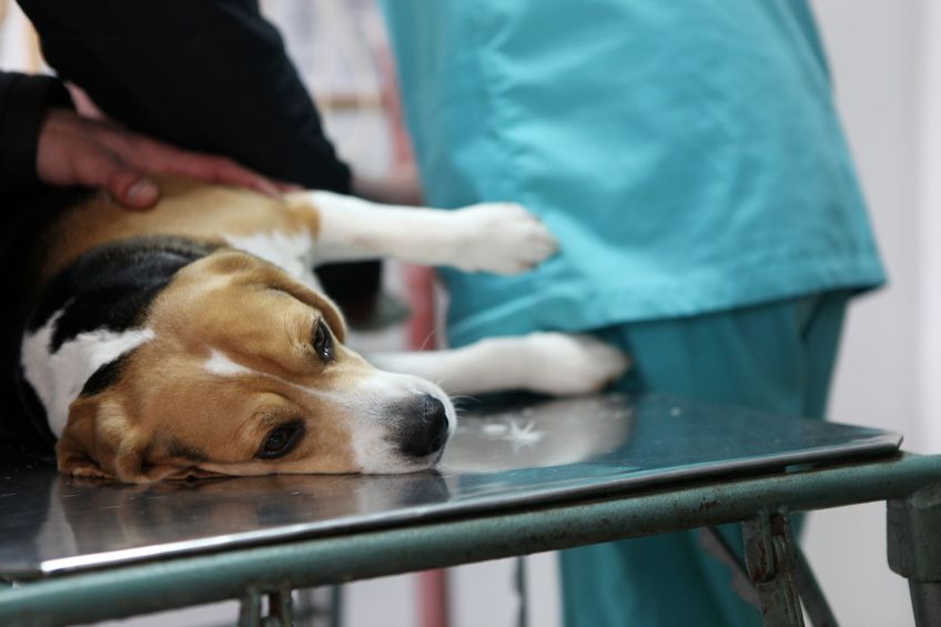 Dog at the vet in the surgery preparation room