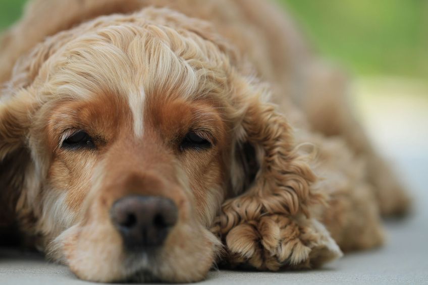 English Cocker Spaniel