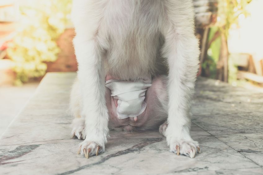 Dog abdomen surgery from uterus or womb wound sore with a bandage making by veterinarian doctor during the examination in veterinary clinic