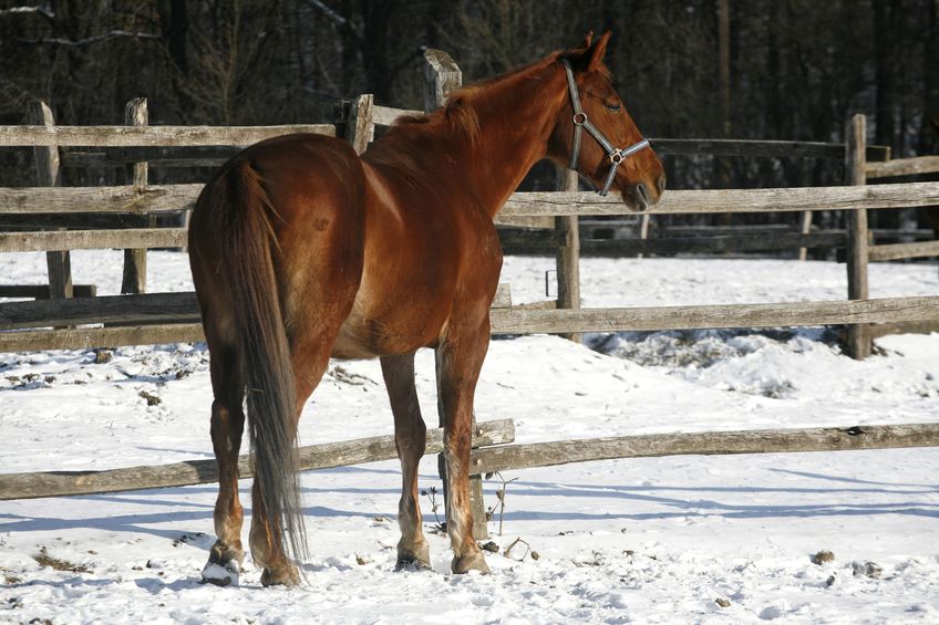 Thoroughbred saddle horse looking over the corral fence