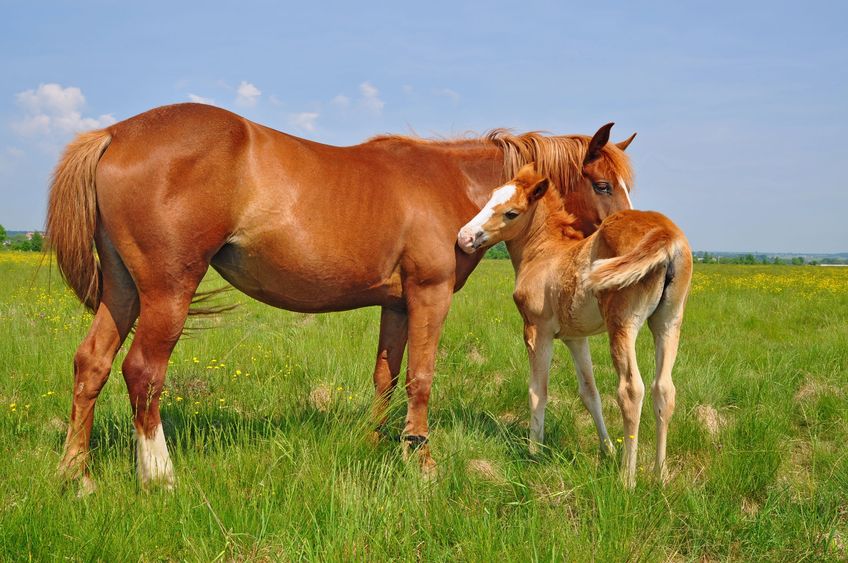 Foal with a mare on a summer pasture