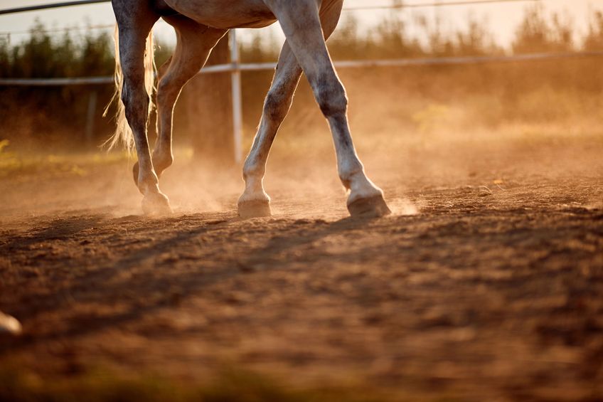 Horse foot hoof run outdoor stables