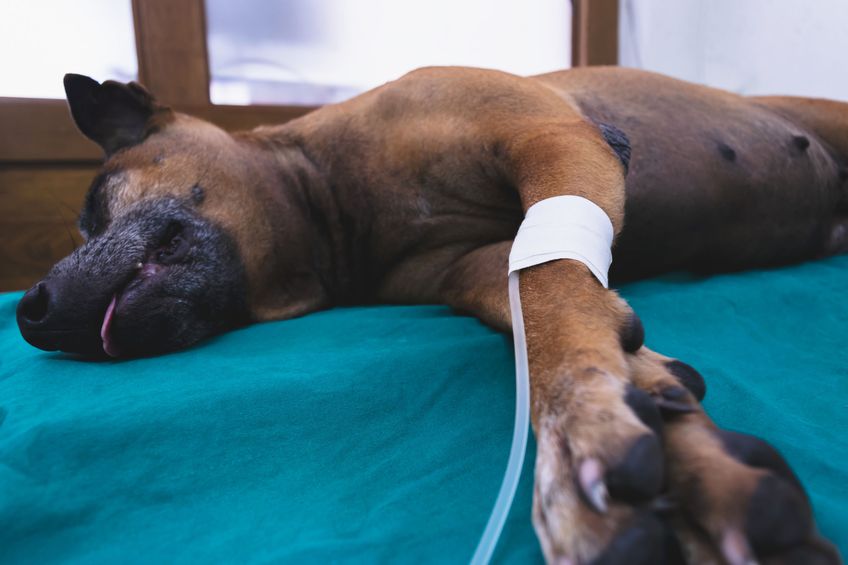 The dog anesthesia lying and drip on the bed, waiting for hysterotomy from a veterinarian