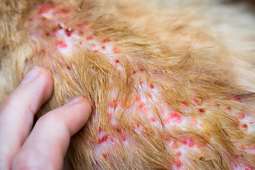 Fingers pointing on the disease on cat skin, Dermatitis in dog, skin laminate and dog hair fallen