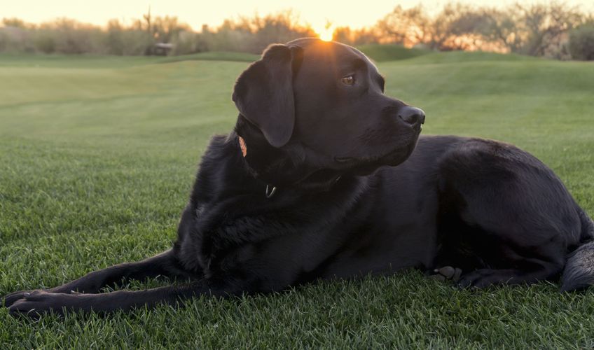 Labrador retriever