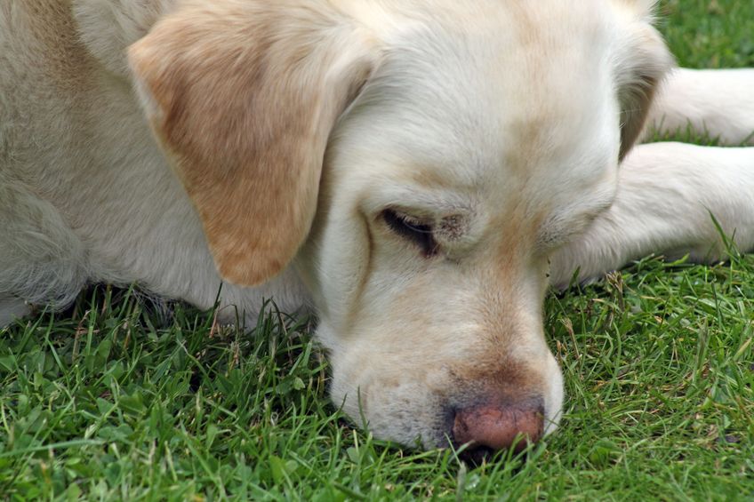 Labrador dog in the garden