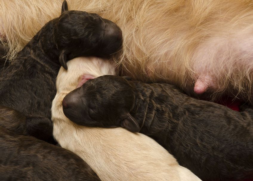 Selective focus on new born pups with brown pups sleeping and the carmel colour labradoodle still feeding from her mother