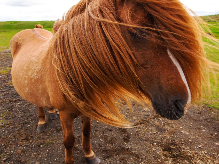 Authentic Icelandic horse, beautiful friendly animal