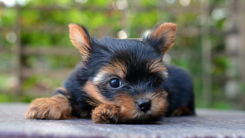 yorkshire terrier puppy