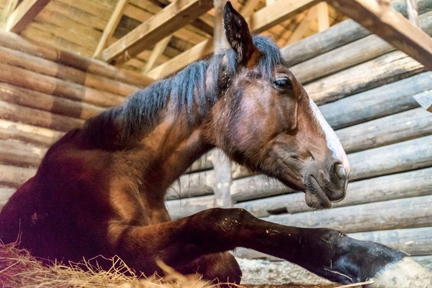 Image for Can sedation be used for equine lameness investigation?