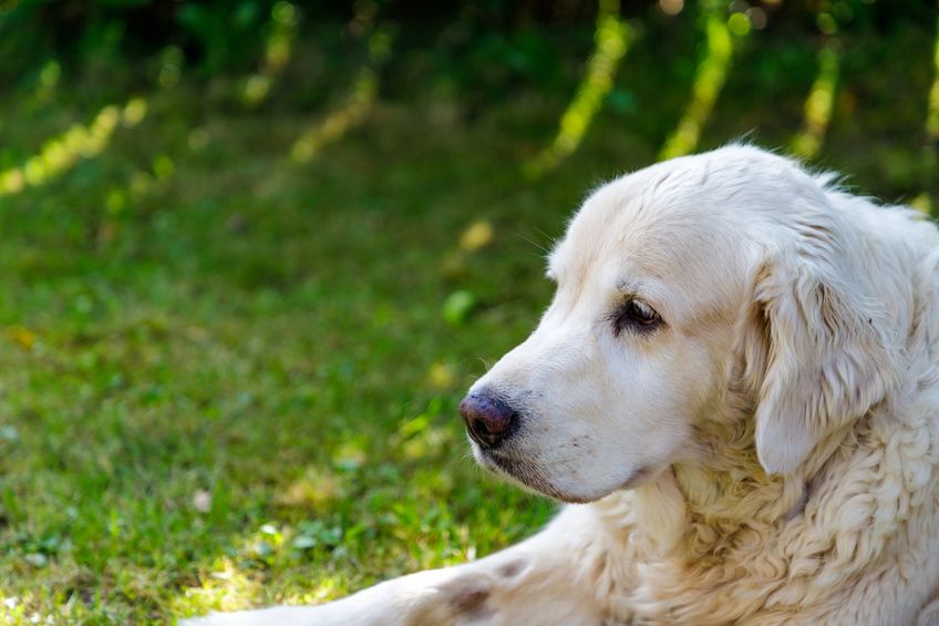 head of old golden retreiver looking at the distance . close up.