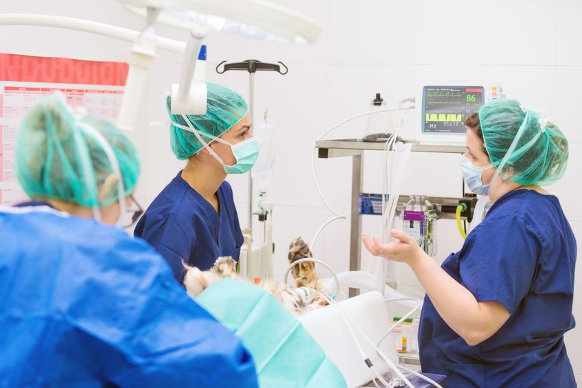 Group of veterinarian surgeons at work