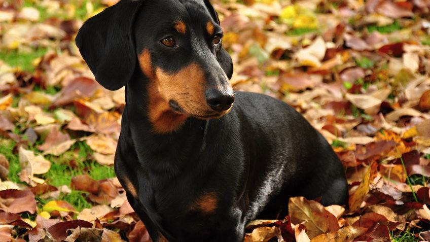 Little black dachshund on autumn garden with leaves