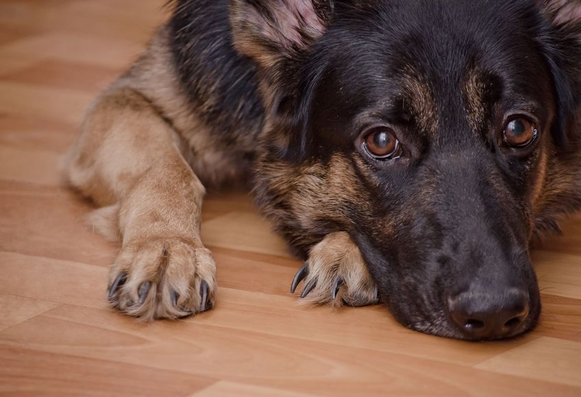 Sad dog lying on the floor and waiting (selective focus on the dog eyes) as the Missing You concept