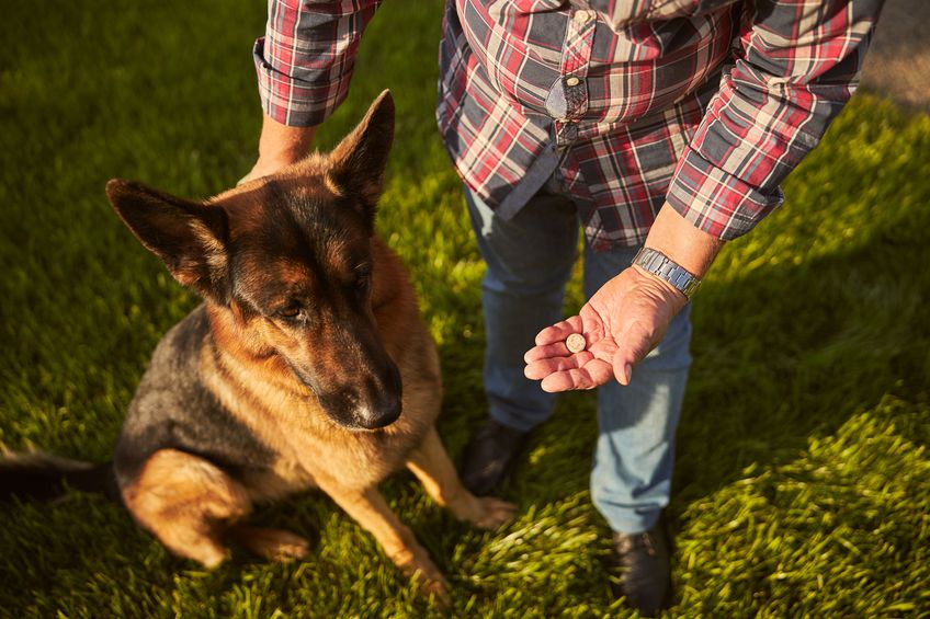 Dog owner having a pill ready for his german shepherd