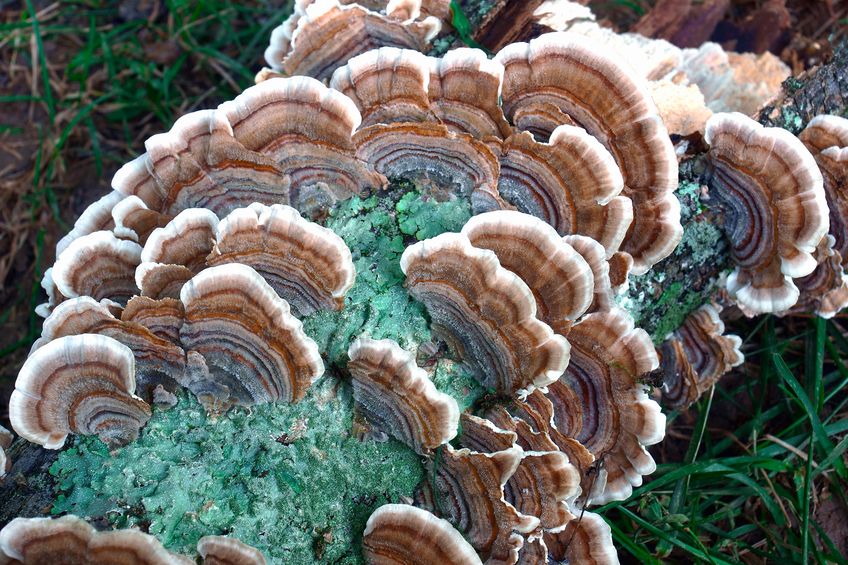 Turkey tail fungus (Trametes versicolor). Synonyms: Coriolus versicolor and Polyporus versicolor