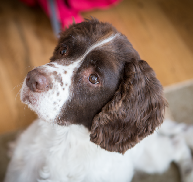 Springer spaniel