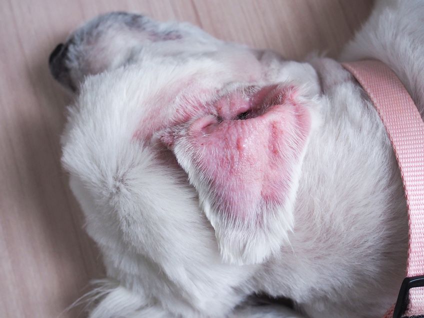 Veterinarian repairs a broken dog's ear. Prevention of infection with yeast, fungus and infection. Treatment of illness caused by surgery.