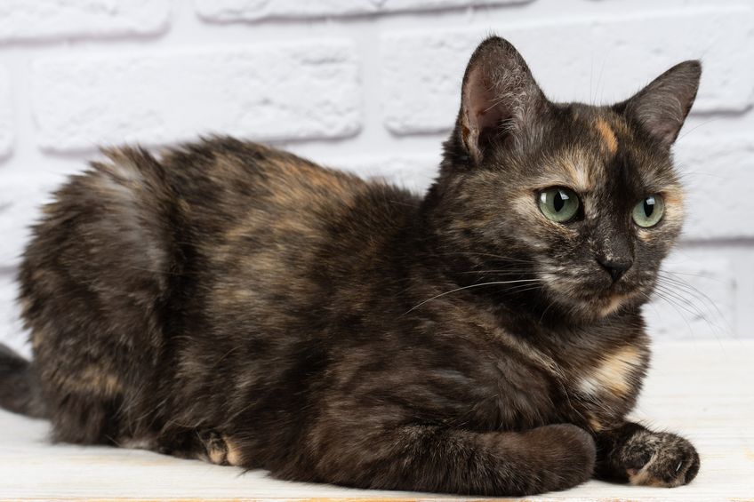 Portrait of domestic tortoiseshell cat on white background