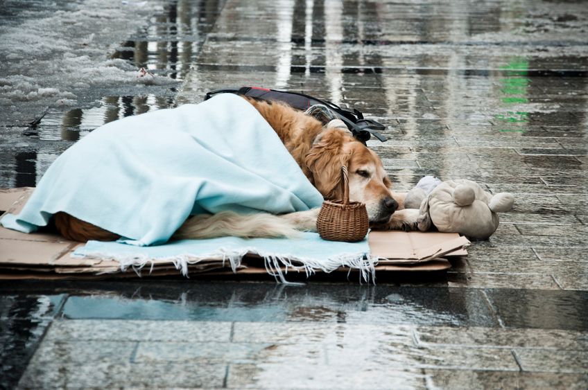 Dog in the street of Paris