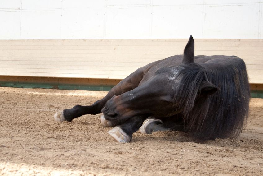 Young horse lies on the green sand in spring. Natural background from animal skin. Dust of the horse. A beautiful equine horse lying on the green sand of the beach. Active and dirty beauty concept.