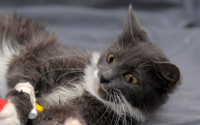 Beautiful gray with a white cat with a catheter on its paw