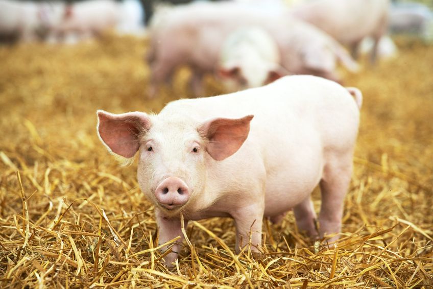 One young piglet on hay and straw at pig breeding farm