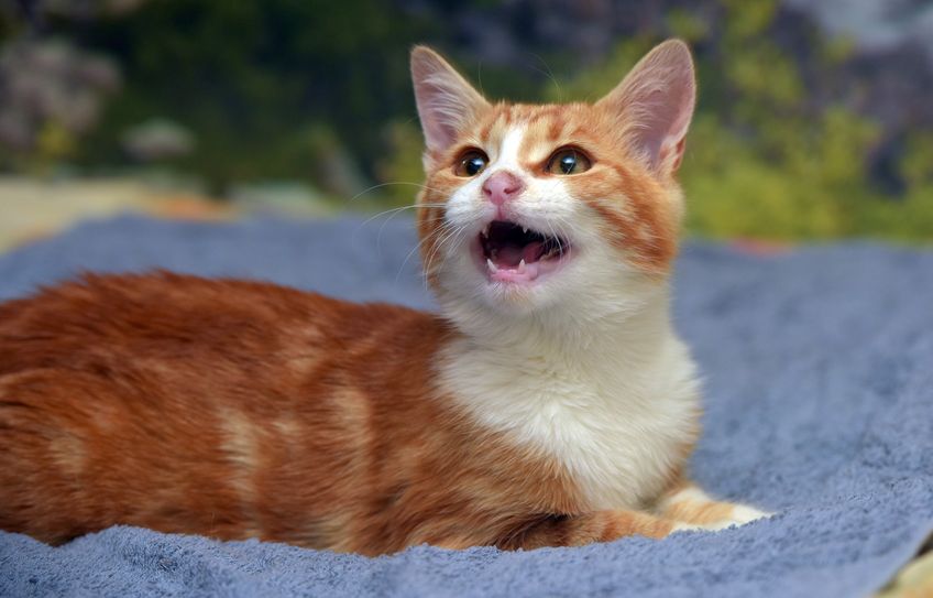 Cute red with white young cat on the couch