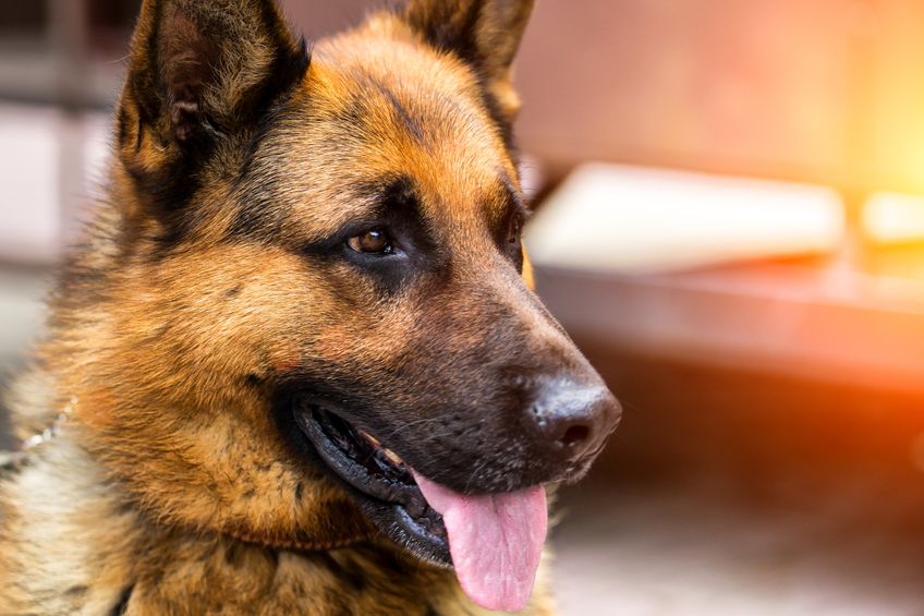 German shepherd.portrait of a black dog. sheepdog