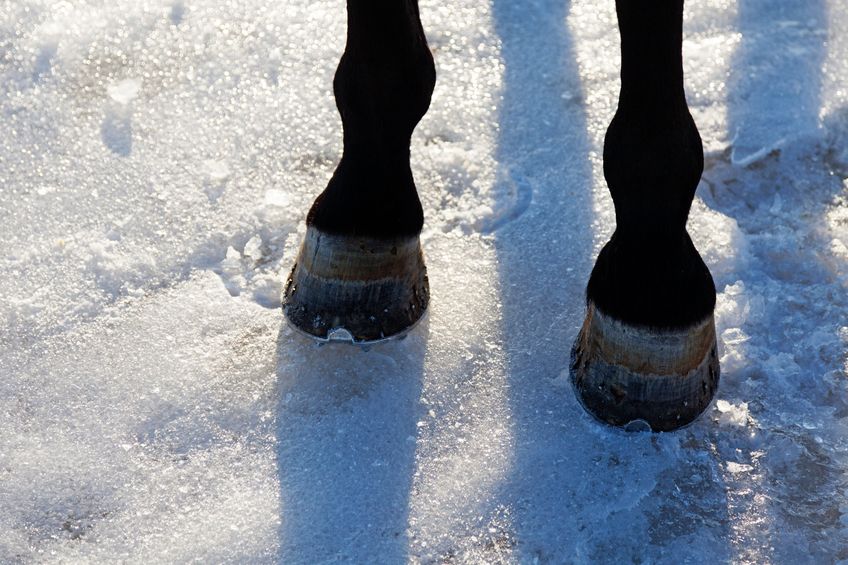 horseshoes in snow one beautiful winter day