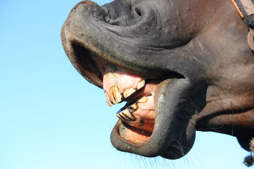 Close up of brown horse teeth