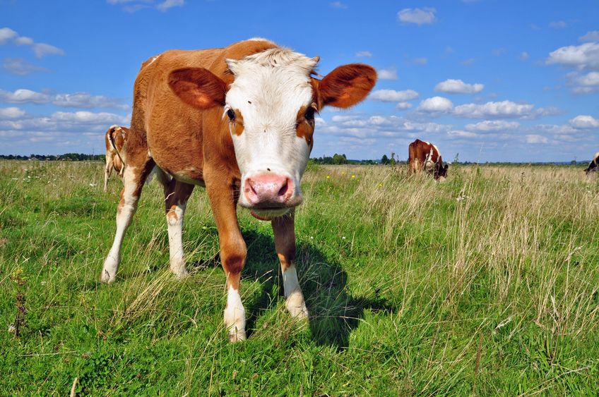 The calf on a summer pasture