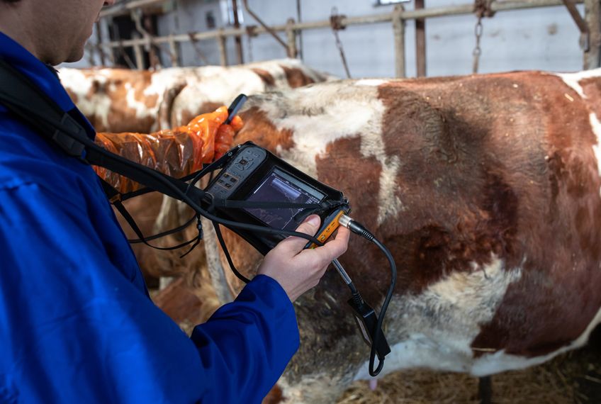 Image for A comparison of gonadotropin-releasing hormone and human chorionic gonadotropin in dairy cows with ovarian follicular cysts