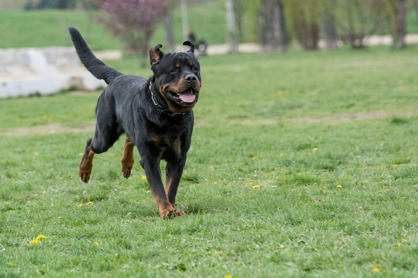 Rottweiler running on the grass. Selective focus on the dog