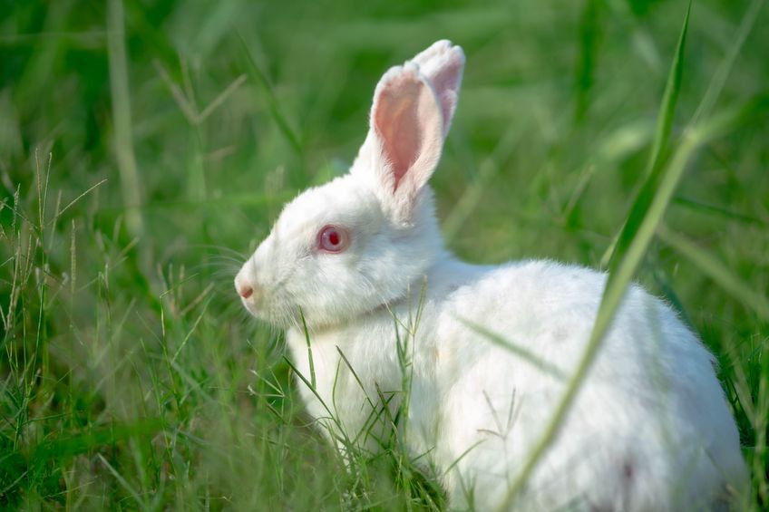 Image for A comparison of supraglottic airway devices versus endotracheal intubation for use in rabbit anaesthesia