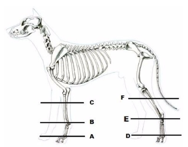 Image for Retrospective Study on External Canine Limb Prosthesis used in 24 patients