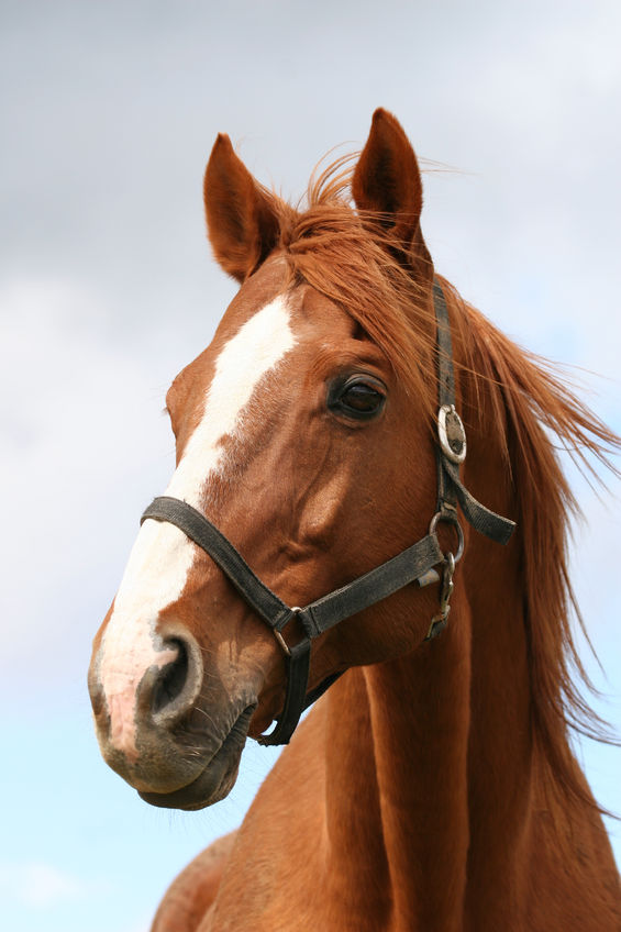 Image for In Horses With Chronic Laminitis, Do Venograms Compared to Plain Radiographs Give Greater Diagnostic or Prognostic Information?