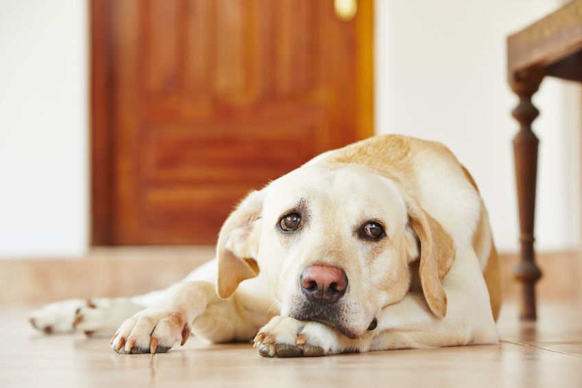 lab dog