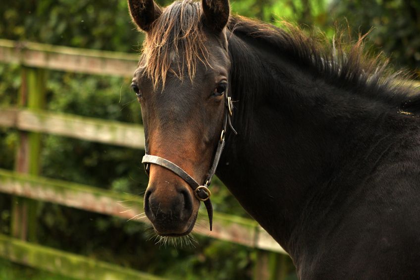 Image for In an Adult Horse With Severe Asthma (Previously Recurrent Airway Obstruction) Does Using Inhaled Corticosteroids Result in an Equal Improvement in Clinical Signs When Compared to Systemic Corticosteroids?